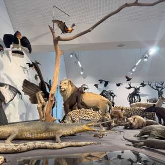 Diverse Ausstellungsstücke: wie zum Beispiel ein Löwe.