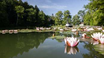 geniessen, Seerosen, spazieren, Stadtweiher