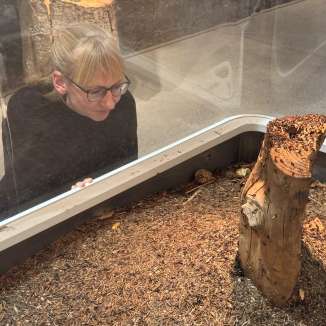 Eine blonde Frau schaut den Ameisen zu, die in einem Terrarium sind.